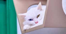Gato Pingado – Jardim Paulista - Foto 4