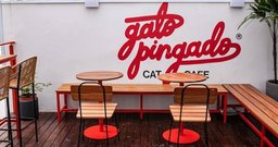 Gato Pingado - Foto 2