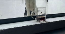 Mi&Mo Gato Café - Foto 3