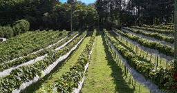 Quinta do Olivardo - São Roque - Foto 3
